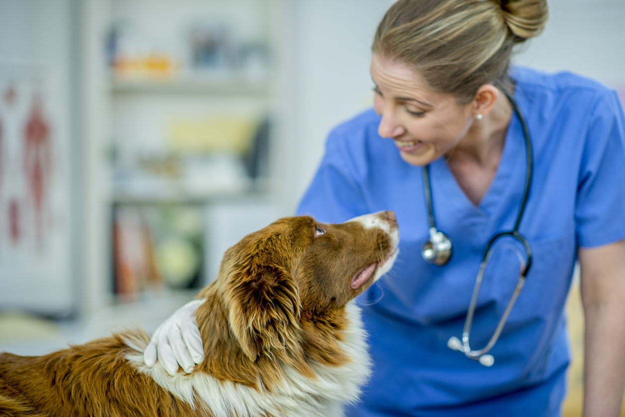 Quelle prise en charge pour les vétérinaires comportementalistes ?