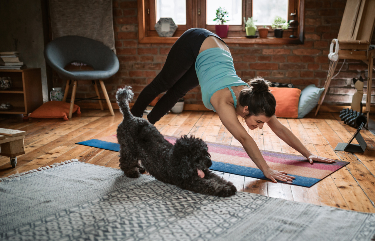 Assurance animaux : remboursement des examens