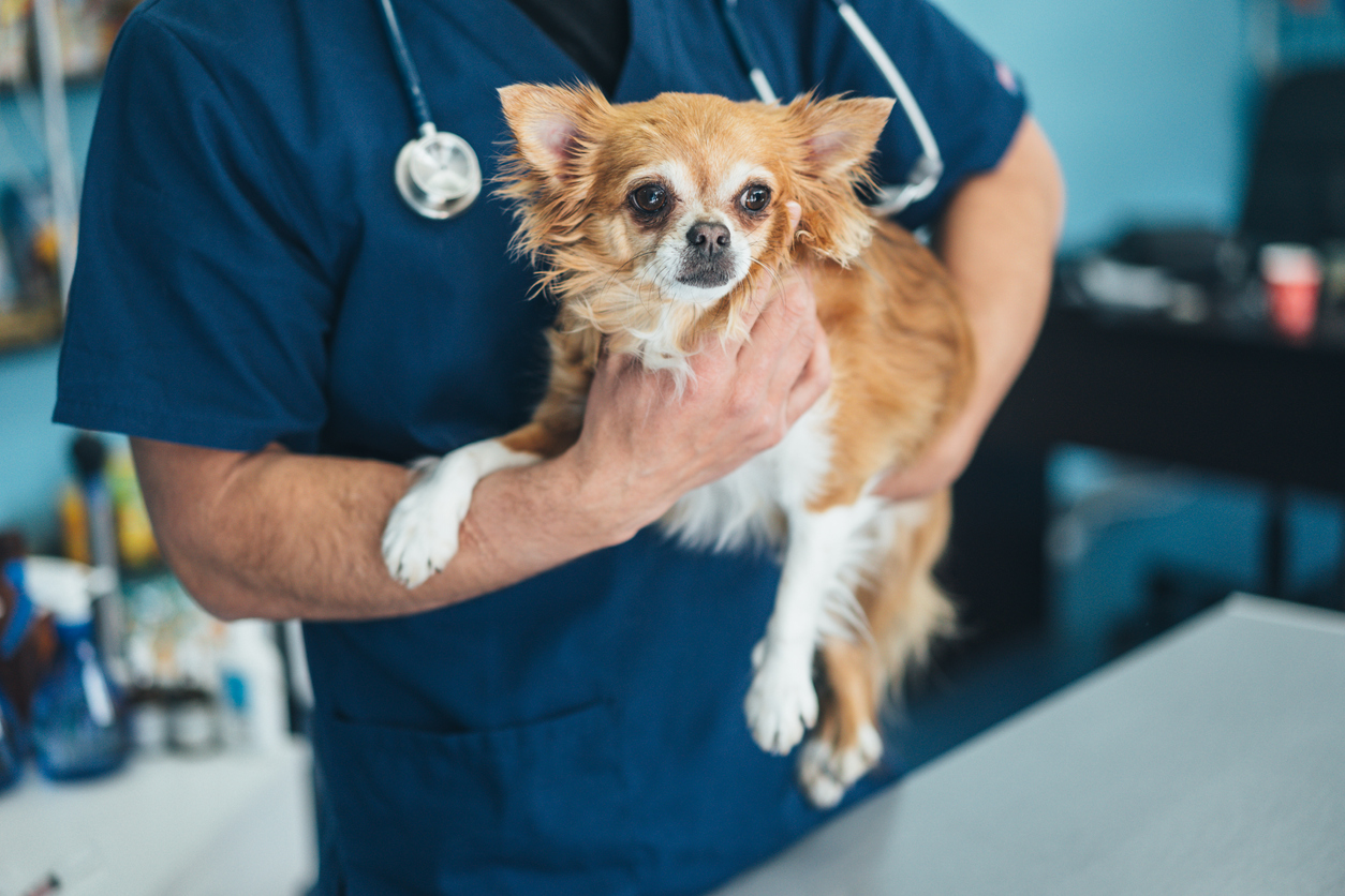 Les tarifs moyens des soins vétérinaires courants