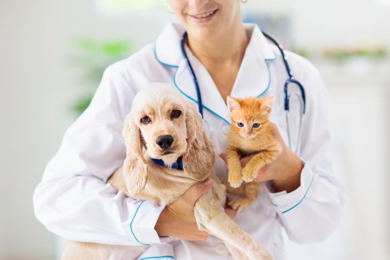 Assurance santé chiens & chats : le forfait prévention