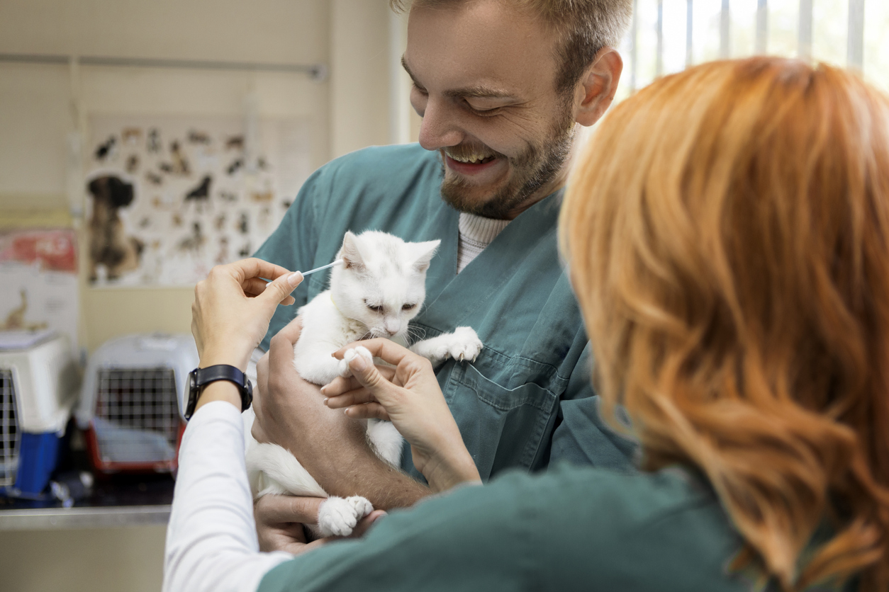 Remboursement des frais vétérinaires : la feuille de soins