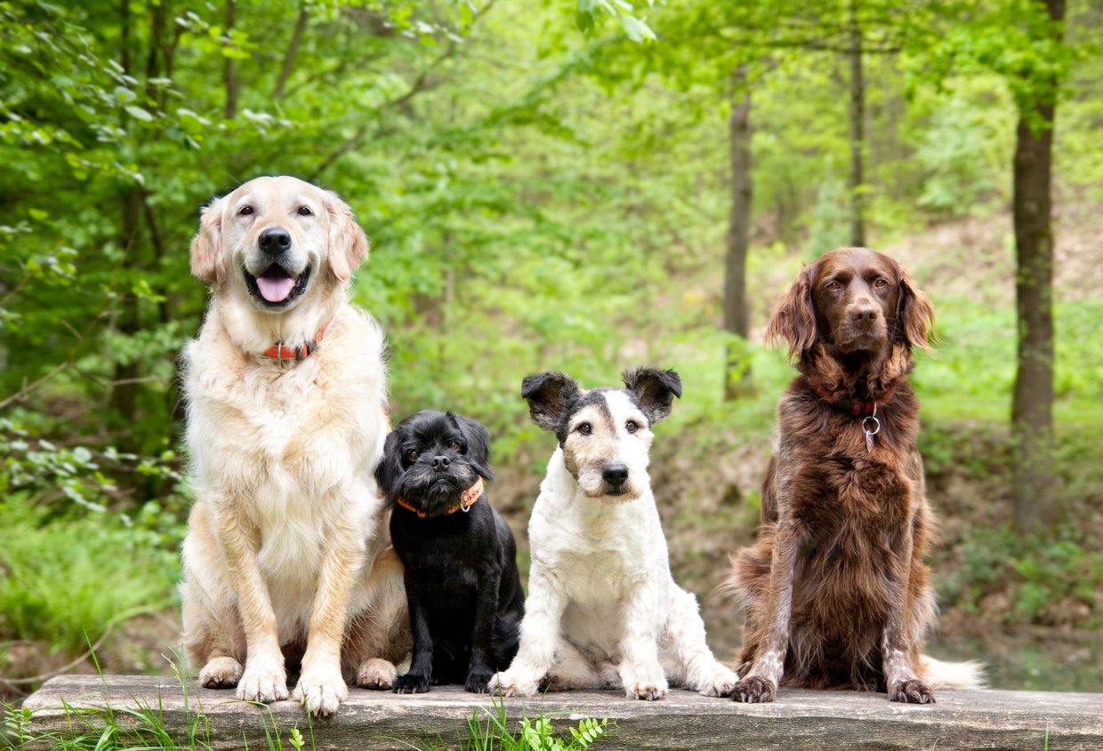 Assurance chien de race