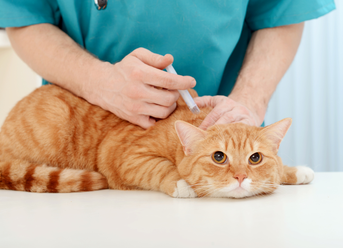 Les vaccins pour animaux et leur remboursement
