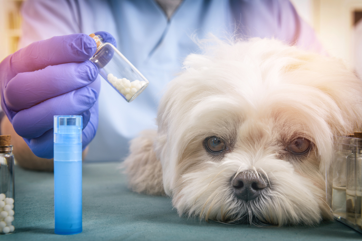 Homéopathie pour animaux : quelle prise en charge ?