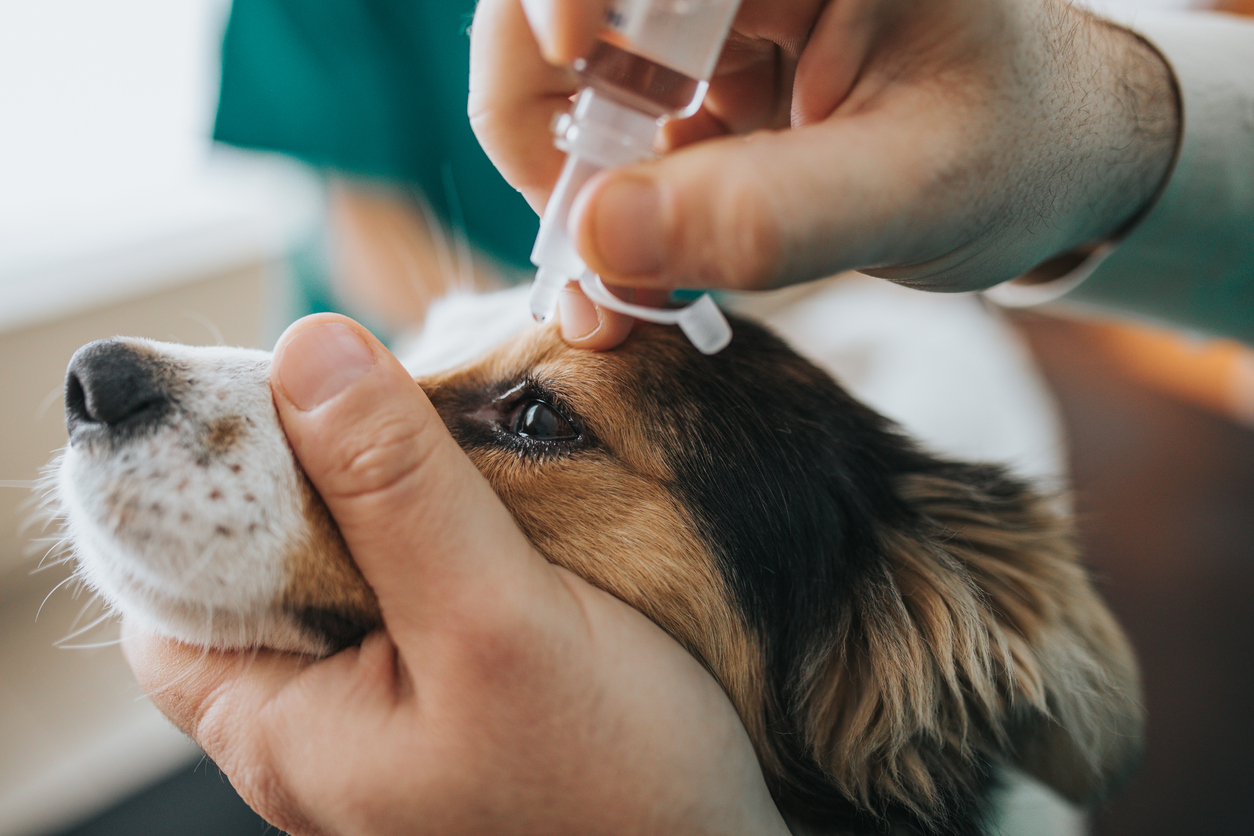 Quels médicaments sont remboursés par les assurances chiens et chats ?